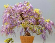 10 seeds Mini Bonsai Wisteria Tree bonsais Indoor