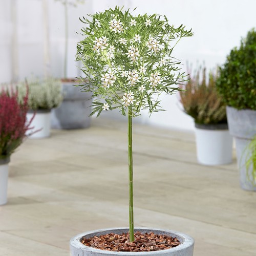 Choisya white dazzler tree - white,