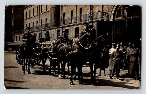 Royalty horses mrs albert - royalty:, horses.