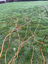 Curly Willow, Twisted Hazel