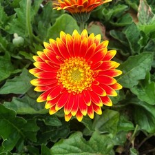 Gerbera 'Sweet Blaze'. 5cm