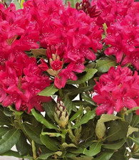 SALE -  Rhododendron nova