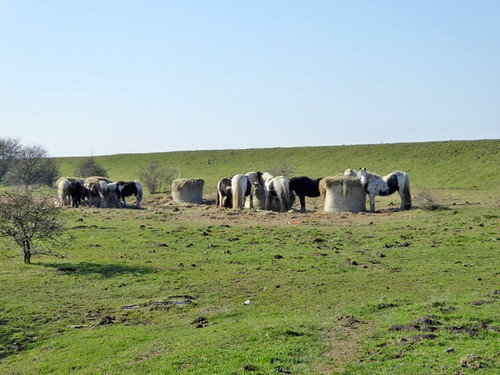 Photo 6x4 hay for horses - hay,