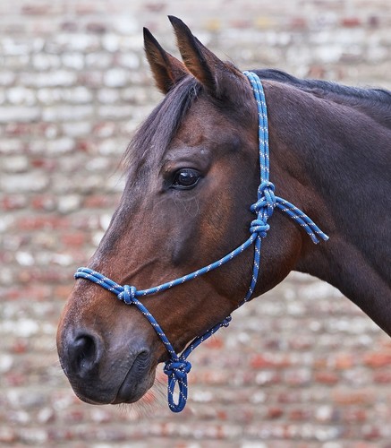 Acrylic rope headcollar - rope,