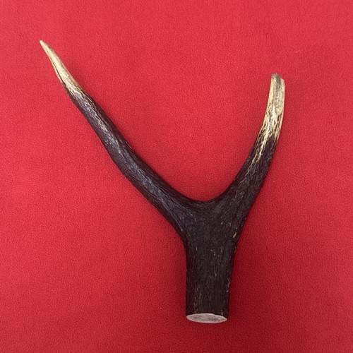 One piece deer antler - deer, y