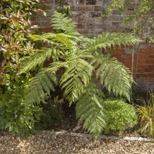 Tree Fern Potter with 500ml