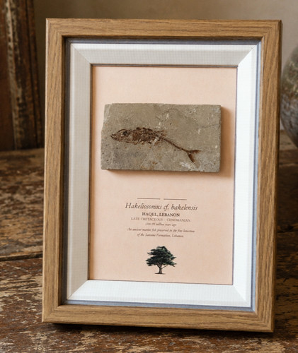 Framed lebanese fossil - framed,