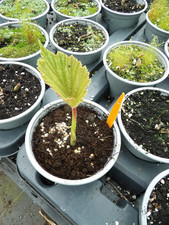 Begonia Torsa