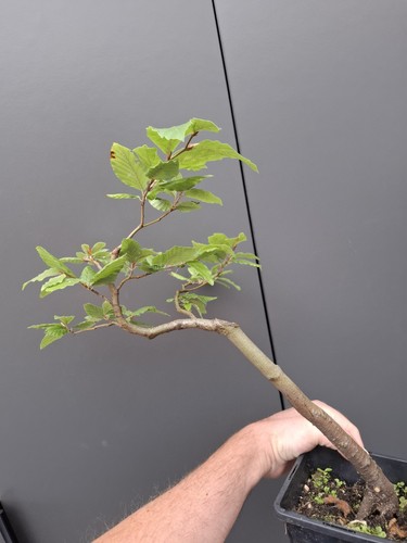 Part trained beech - beech, tree