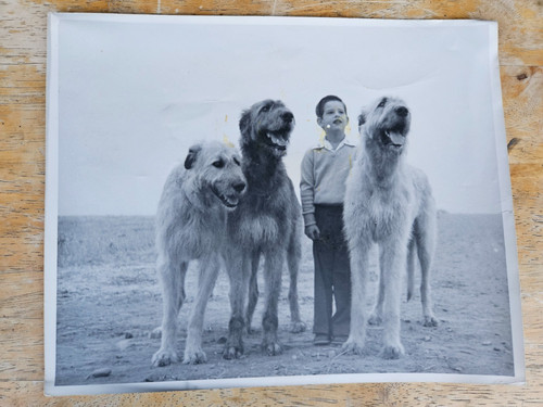 Vintage lassie collie - lassie,