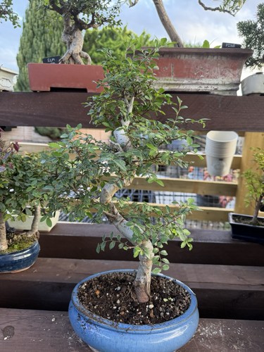Chinese elm bonsai tree - bonsai,