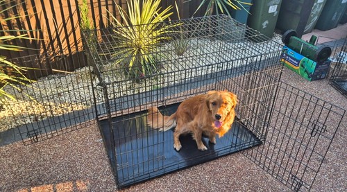 Big large puppy dog black - big,