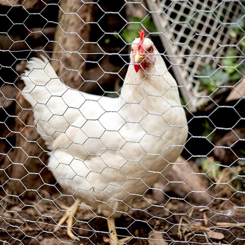 25m roll welded chicken wire - chicken,