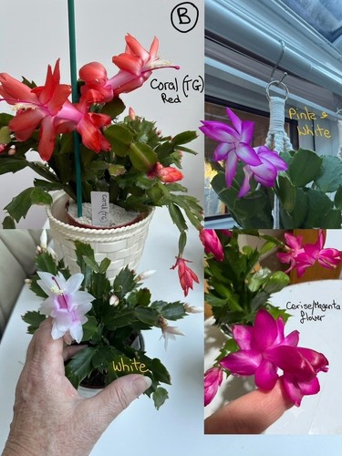 Schlumbergera rooted - 4,
