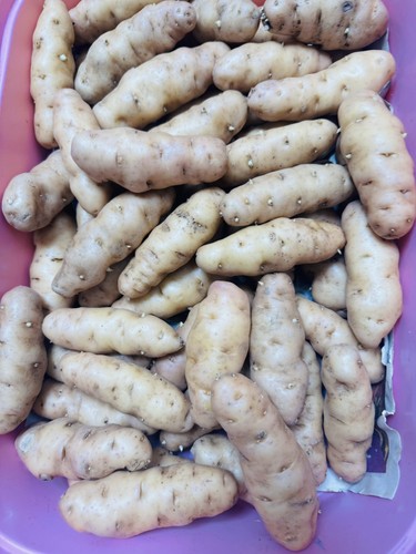 Anya potato seed second - seed, early