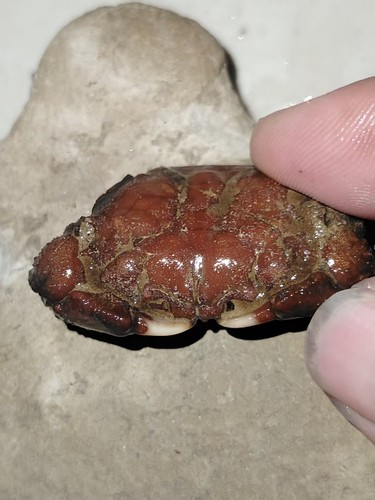 Natural crab fossils from
