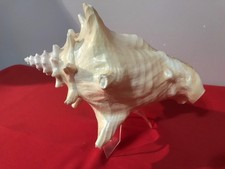 Natural Large  Queen Conch