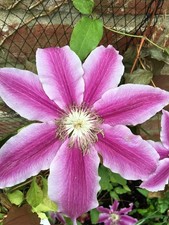 20 x CLEMATIS DR RUPPLE