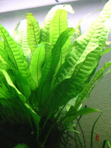 Aquarium live plant bunch java - aquarium,