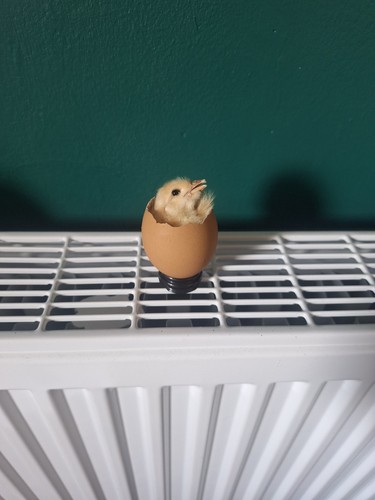Taxidermy baby chick egg - baby, in