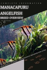 Manacapuru Angelfish: From