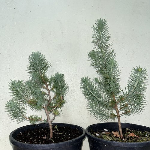 Stone pine bonsai starters - pine,