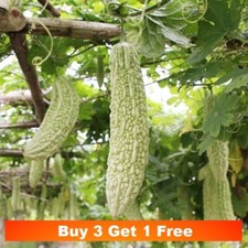 ​5x White Bitter Melon /Bitter Gourd  seeds 稀有长白玉苦瓜种子5粒