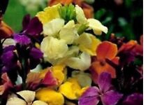 20  X WALLFLOWER   MINI  PLUG PLANTS   choice of varieties pre order