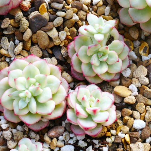 Echeveria tango variegated - tango,