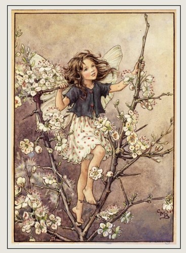 Flower fairies random - fairies,
