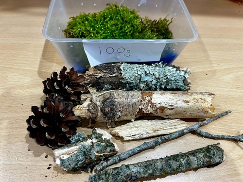 Live terrarium starter kit - live,
