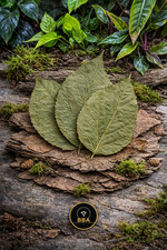Mulberry leaves 10pcs - leaves,