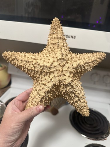 Dried large star fish - large,