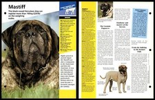 Mastiff - Breed - Dogs Of The World Atlas Fact File Card