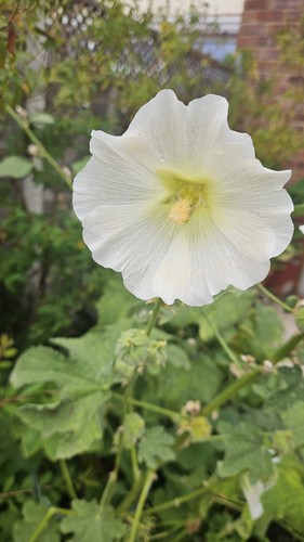 Wild pollinated hollyhock - wild,