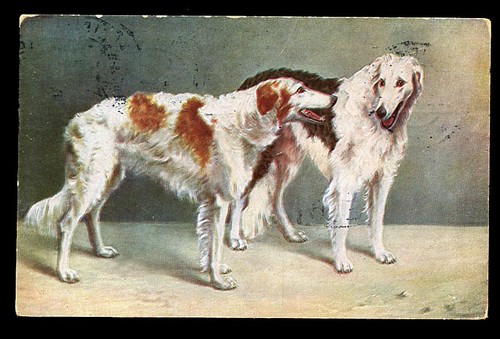 Borzoi russian wolfhound brace - wolfhound,
