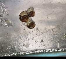 20+ Planorbis Planorbis Flat