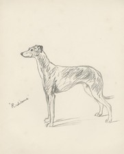 GREYHOUND VINTAGE 1937 DOG ART