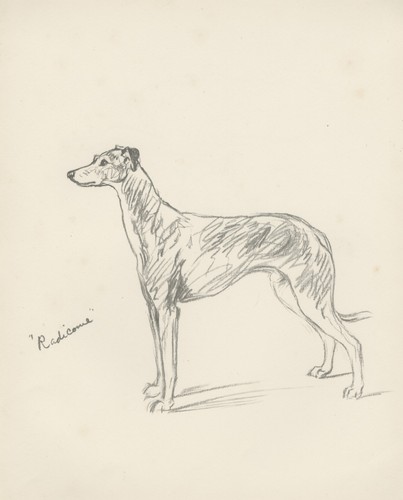 Greyhound vintage 1937 dog art - vintage,