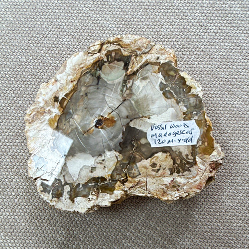 Polished petrified wood - polished,