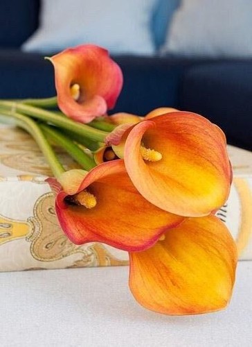 Havana zantedeschia calla - havana, zantedeschia/calla