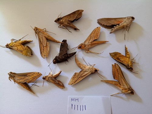 Sphingidae a1 - sphingidae, s.sp?