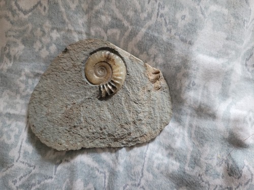 Lyme regis ammonite fossil - regis,