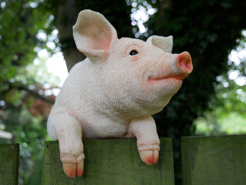 Hanging pig garden - hanging,