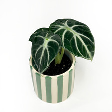 Alocasia reginula ninja 6cm - reginula, 'ninja'
