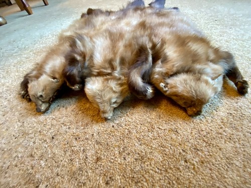 Genuine vintage mink heads 3 - mink,