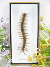 XXL Real Giant Cendipede - Scolopendra morsitans - Centipede  - museum quality