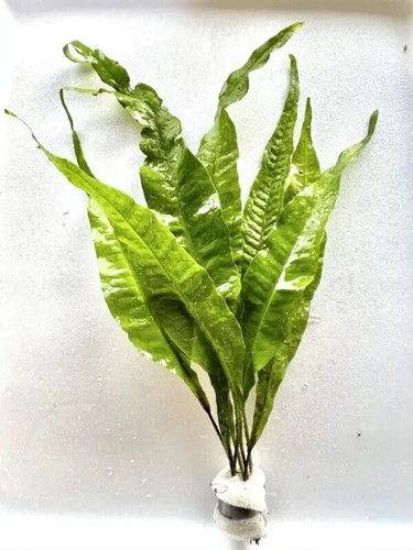 Bunch java fern - bunch, of