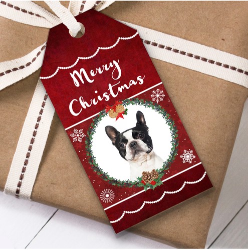 Boston terrier dog - boston,