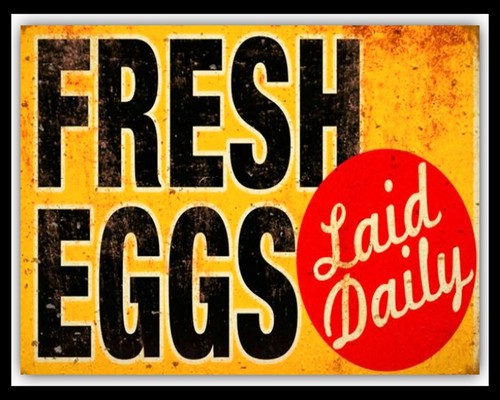 Fresh eggs laid - fresh, daily